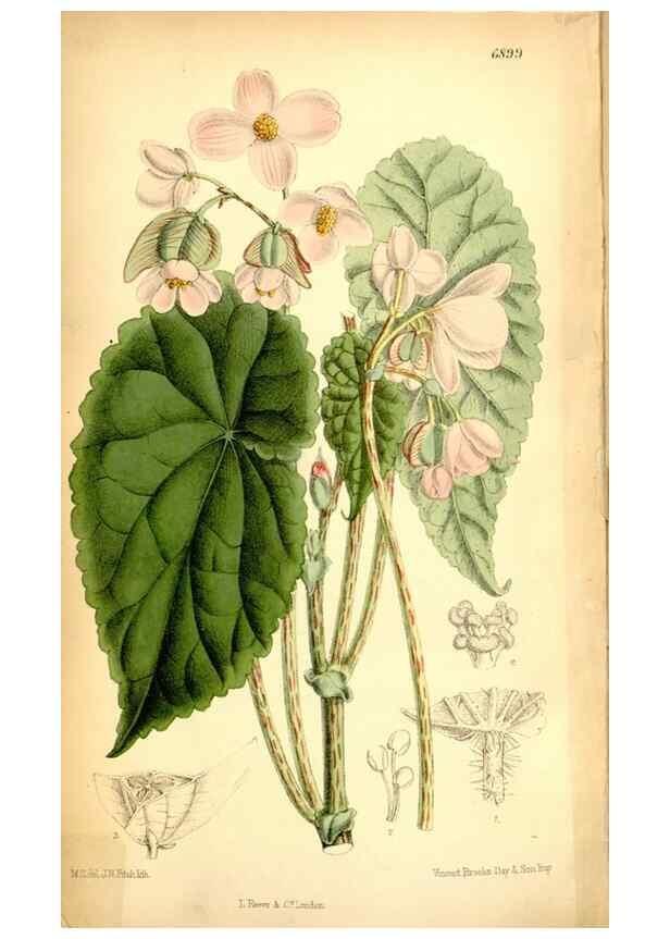 Reproducción/Reproduction 34573930634: Curtis's botanical magazine.. London ; New York [etc.] :Academic Press [etc.]