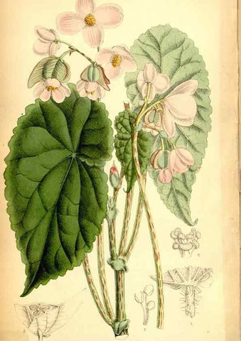 Reproducción/Reproduction 34573930634: Curtis's botanical magazine.. London ; New York [etc.] :Academic Press [etc.]