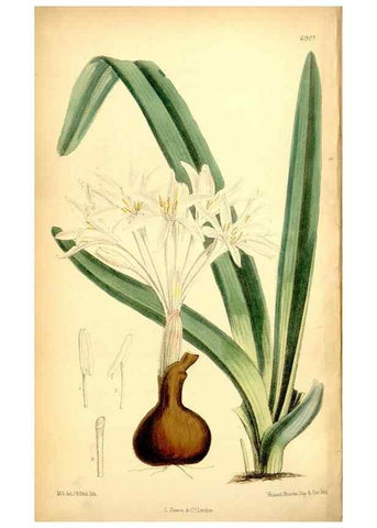 Reproducción/Reproduction 35286145111: Curtis's botanical magazine.. London ; New York [etc.] :Academic Press [etc.]