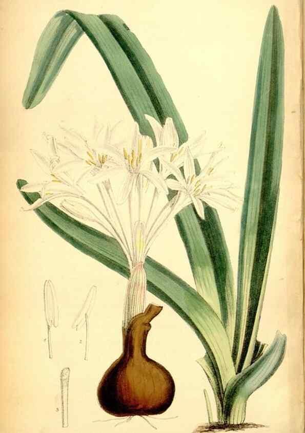 Reproducción/Reproduction 35286145111: Curtis's botanical magazine.. London ; New York [etc.] :Academic Press [etc.]