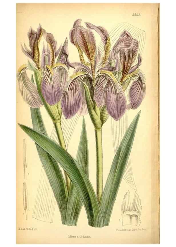 Reproducción/Reproduction 34573936894: Curtis's botanical magazine.. London ; New York [etc.] :Academic Press [etc.]