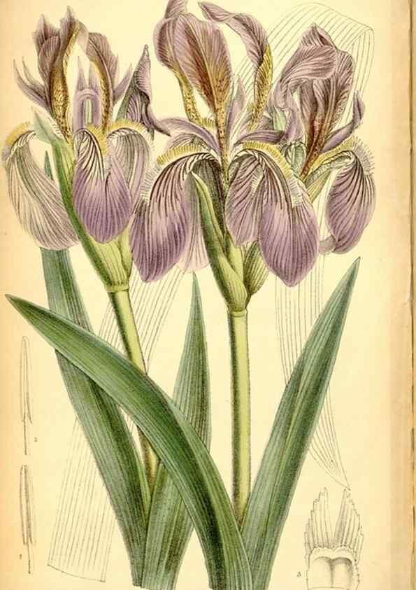 Reproducción/Reproduction 34573936894: Curtis's botanical magazine.. London ; New York [etc.] :Academic Press [etc.]