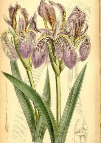 Reproducción/Reproduction 34573936894: Curtis's botanical magazine.. London ; New York [etc.] :Academic Press [etc.]