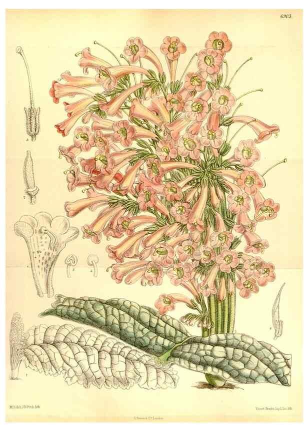 Reproducción/Reproduction 34573938734: Curtis's botanical magazine.. London ; New York [etc.] :Academic Press [etc.]