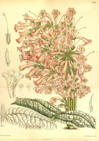 Reproducción/Reproduction 34573938734: Curtis's botanical magazine.. London ; New York [etc.] :Academic Press [etc.]