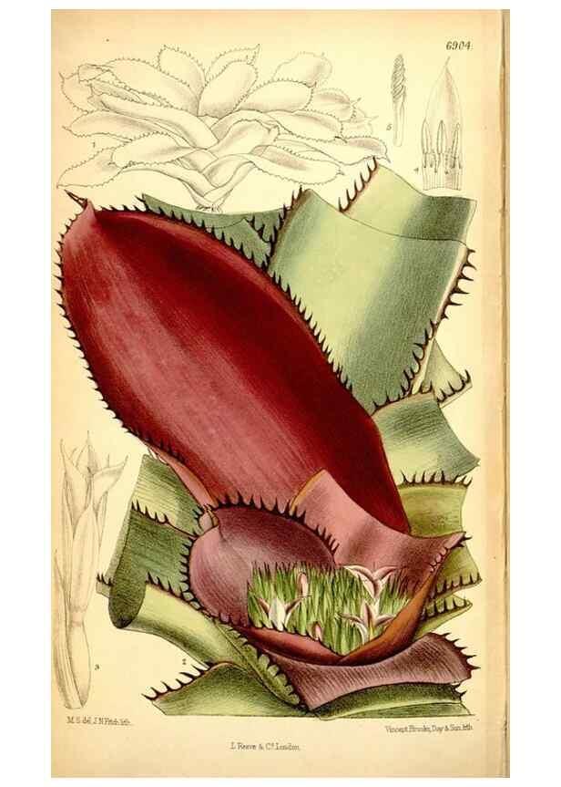 Reproducción/Reproduction 35286155291: Curtis's botanical magazine.. London ; New York [etc.] :Academic Press [etc.]