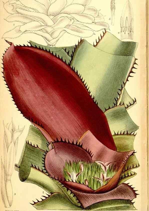 Reproducción/Reproduction 35286155291: Curtis's botanical magazine.. London ; New York [etc.] :Academic Press [etc.]