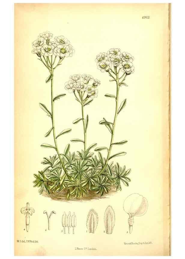 Reproducción/Reproduction 35286157521: Curtis's botanical magazine.. London ; New York [etc.] :Academic Press [etc.]