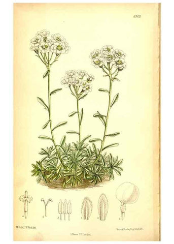 Reproducción/Reproduction 35286157521: Curtis's botanical magazine.. London ; New York [etc.] :Academic Press [etc.]