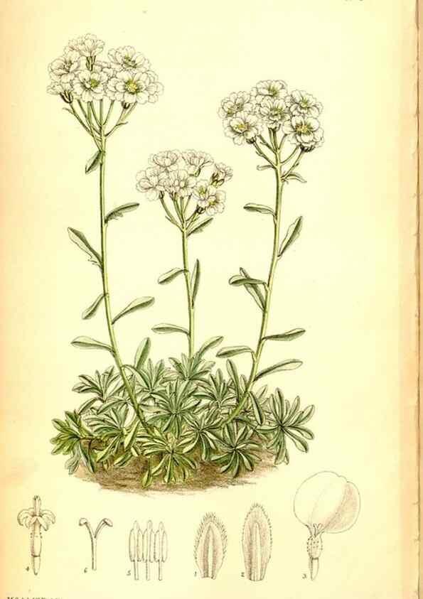 Reproducción/Reproduction 35286157521: Curtis's botanical magazine.. London ; New York [etc.] :Academic Press [etc.]