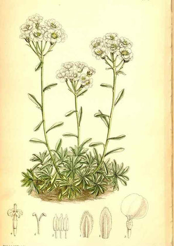 Reproducción/Reproduction 35286157521: Curtis's botanical magazine.. London ; New York [etc.] :Academic Press [etc.]