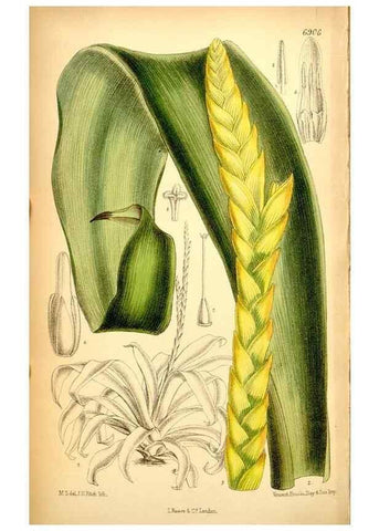 Reproducción/Reproduction 35286159011: Curtis's botanical magazine.. London ; New York [etc.] :Academic Press [etc.]