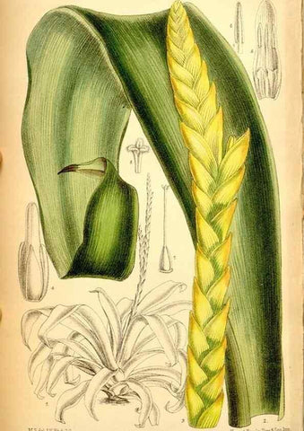Reproducción/Reproduction 35286159011: Curtis's botanical magazine.. London ; New York [etc.] :Academic Press [etc.]