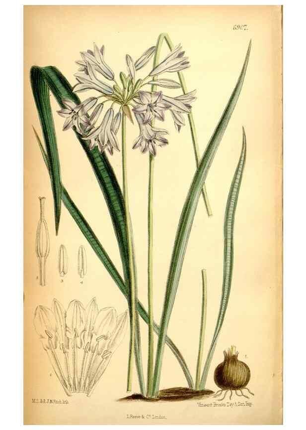 Reproducción/Reproduction 35286160221: Curtis's botanical magazine.. London ; New York [etc.] :Academic Press [etc.]