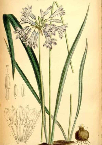 Reproducción/Reproduction 35286160221: Curtis's botanical magazine.. London ; New York [etc.] :Academic Press [etc.]
