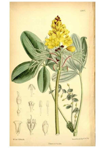 Reproducción/Reproduction 35376331496: Curtis's botanical magazine.. London ; New York [etc.] :Academic Press [etc.]