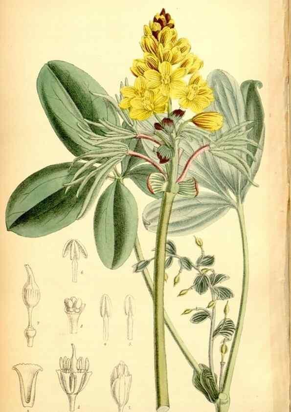 Reproducción/Reproduction 35376331496: Curtis's botanical magazine.. London ; New York [etc.] :Academic Press [etc.]