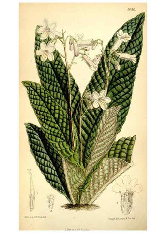 Reproducción/Reproduction 35231454022: Curtis's botanical magazine.. London ; New York [etc.] :Academic Press [etc.]