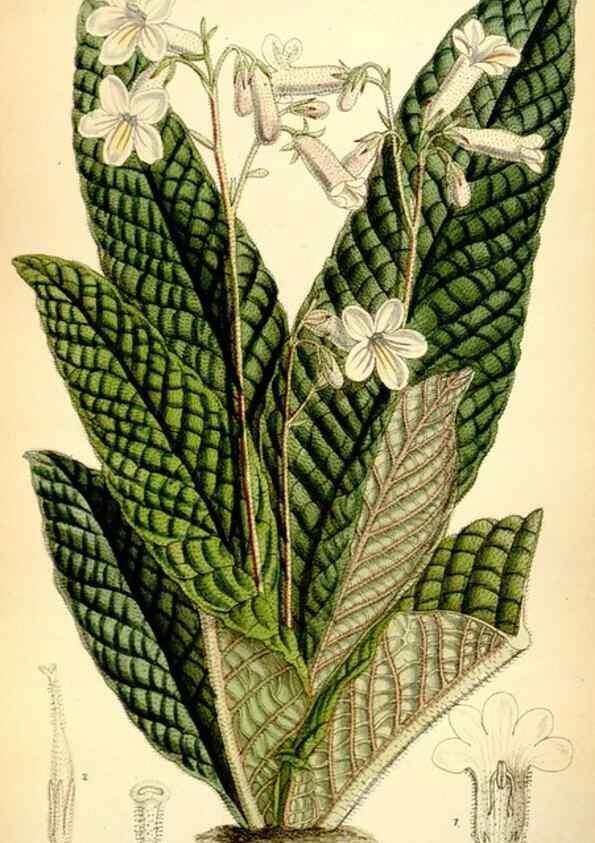 Reproducción/Reproduction 35231454022: Curtis's botanical magazine.. London ; New York [etc.] :Academic Press [etc.]
