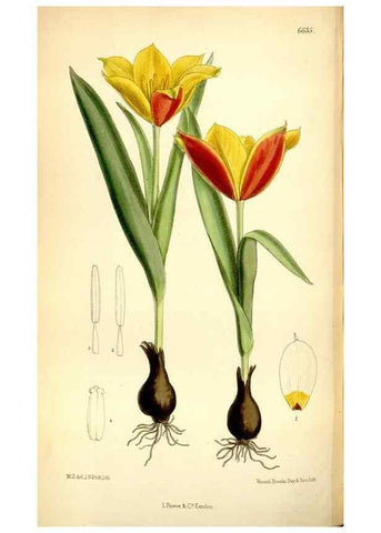 Reproducción/Reproduction 35231449522: Curtis's botanical magazine.. London ; New York [etc.] :Academic Press [etc.]