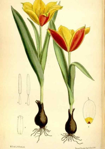 Reproducción/Reproduction 35231449522: Curtis's botanical magazine.. London ; New York [etc.] :Academic Press [etc.]