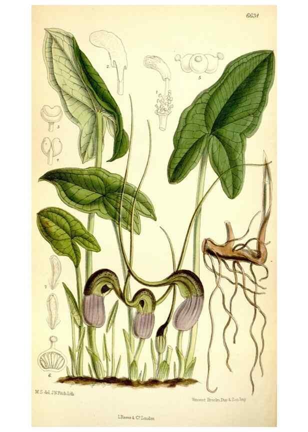 Reproducción/Reproduction 35268311381: Curtis's botanical magazine.. London ; New York [etc.] :Academic Press [etc.]