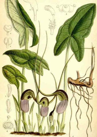 Reproducción/Reproduction 35268311381: Curtis's botanical magazine.. London ; New York [etc.] :Academic Press [etc.]