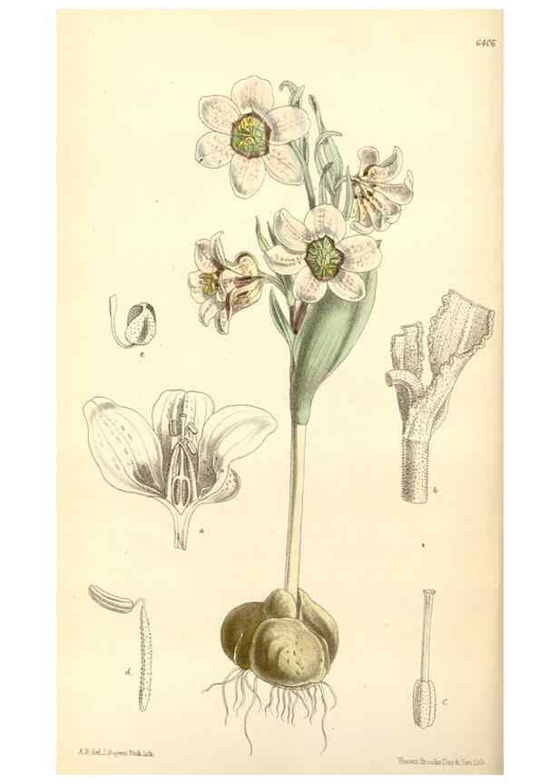 Reproducción/Reproduction 35357873456: Curtis's botanical magazine.. London ; New York [etc.] :Academic Press [etc.]