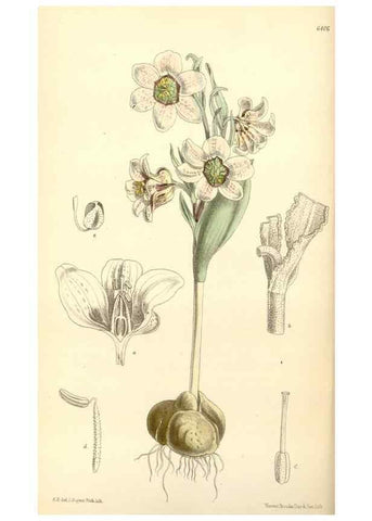 Reproducción/Reproduction 35357873456: Curtis's botanical magazine.. London ; New York [etc.] :Academic Press [etc.]