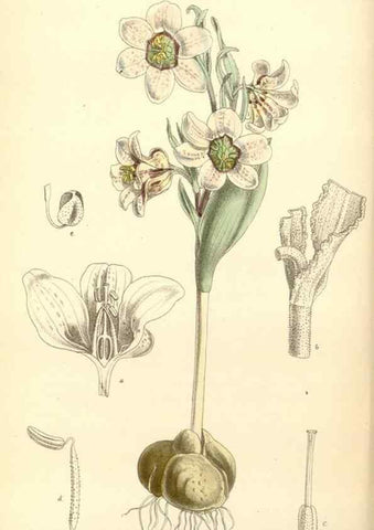 Reproducción/Reproduction 35357873456: Curtis's botanical magazine.. London ; New York [etc.] :Academic Press [etc.]