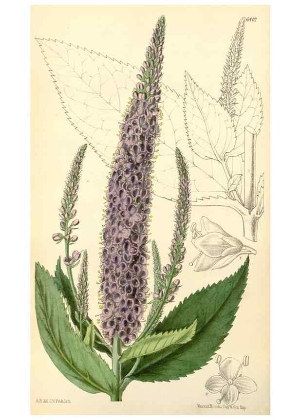 Reproducción/Reproduction 35357875616: Curtis's botanical magazine.. London ; New York [etc.] :Academic Press [etc.]