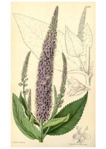 Reproducción/Reproduction 35357875616: Curtis's botanical magazine.. London ; New York [etc.] :Academic Press [etc.]