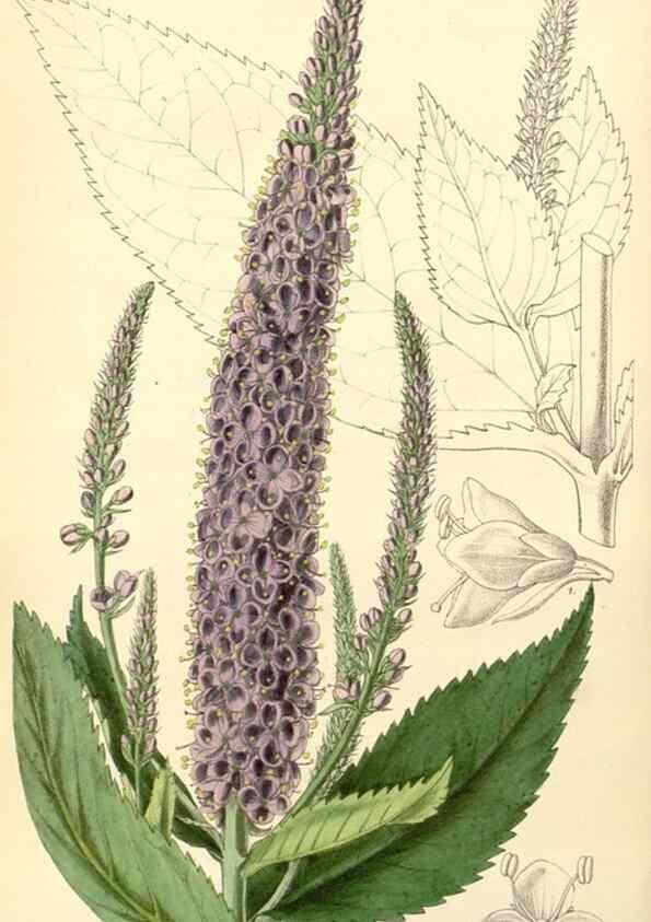 Reproducción/Reproduction 35357875616: Curtis's botanical magazine.. London ; New York [etc.] :Academic Press [etc.]