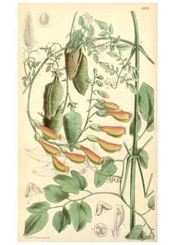 Reproducción/Reproduction 35357877806: Curtis's botanical magazine.. London ; New York [etc.] :Academic Press [etc.]