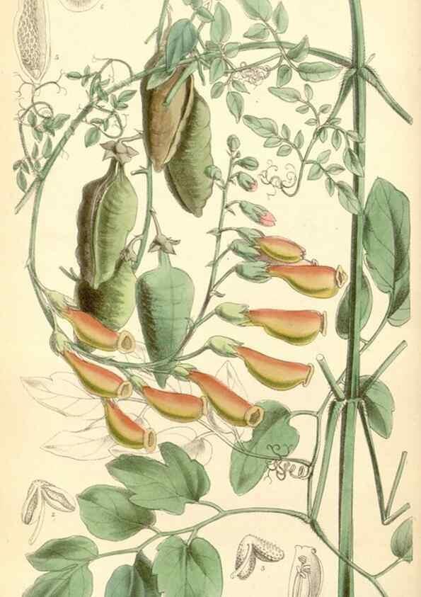 Reproducción/Reproduction 35357877806: Curtis's botanical magazine.. London ; New York [etc.] :Academic Press [etc.]