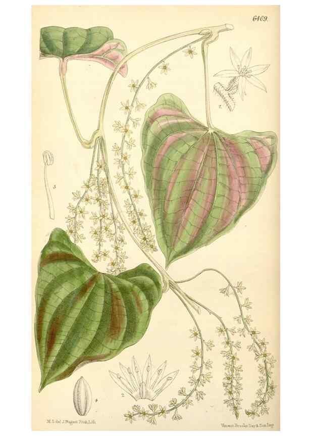 Reproducción/Reproduction 35357879606: Curtis's botanical magazine.. London ; New York [etc.] :Academic Press [etc.]