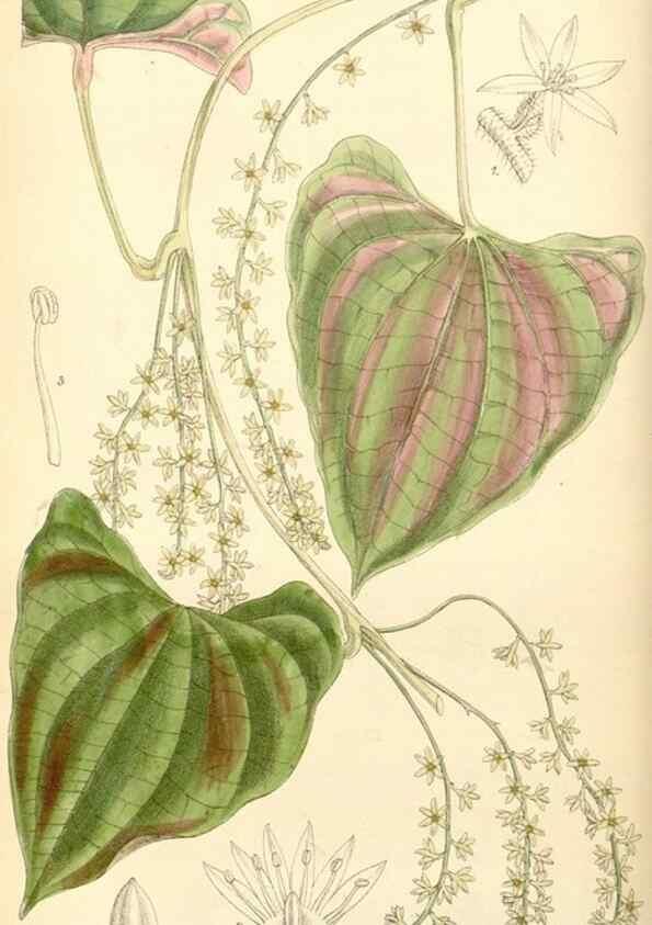 Reproducción/Reproduction 35357879606: Curtis's botanical magazine.. London ; New York [etc.] :Academic Press [etc.]