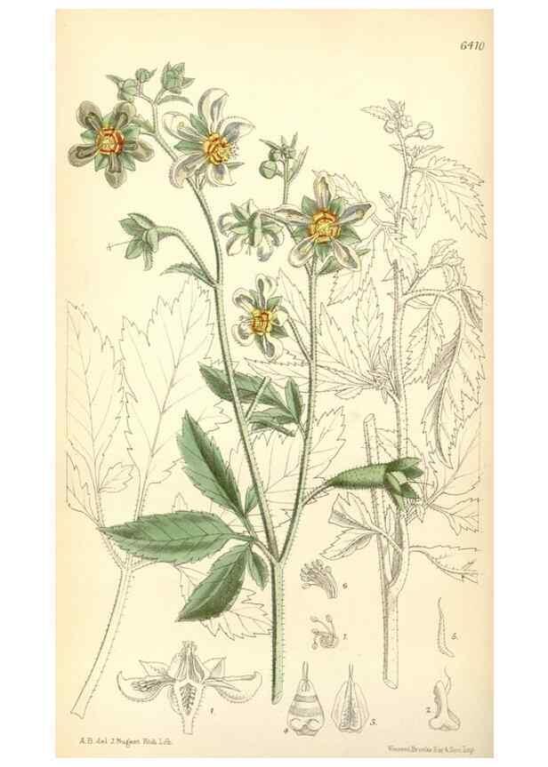 Reproducción/Reproduction 35010130240: Curtis's botanical magazine.. London ; New York [etc.] :Academic Press [etc.]