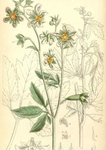 Reproducción/Reproduction 35010130240: Curtis's botanical magazine.. London ; New York [etc.] :Academic Press [etc.]