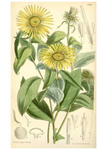 Reproducción/Reproduction 35010131660: Curtis's botanical magazine.. London ; New York [etc.] :Academic Press [etc.]