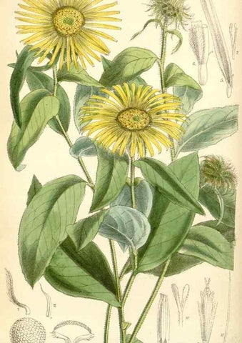 Reproducción/Reproduction 35010131660: Curtis's botanical magazine.. London ; New York [etc.] :Academic Press [etc.]