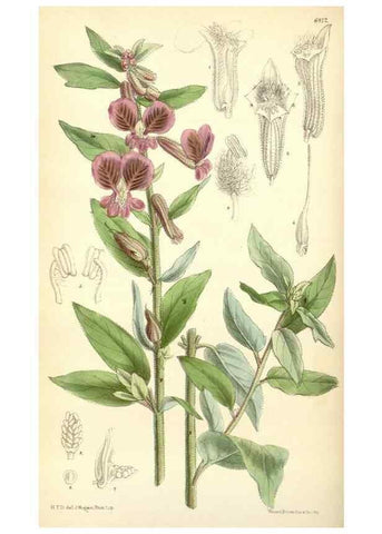 Reproducción/Reproduction 35010133030: Curtis's botanical magazine.. London ; New York [etc.] :Academic Press [etc.]