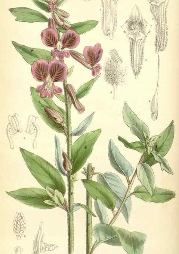 Reproducción/Reproduction 35010133030: Curtis's botanical magazine.. London ; New York [etc.] :Academic Press [etc.]