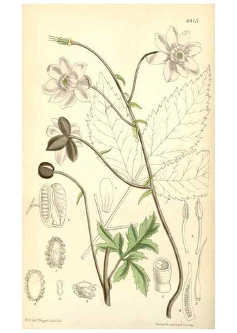 Reproducción/Reproduction 35010134770: Curtis's botanical magazine.. London ; New York [etc.] :Academic Press [etc.]