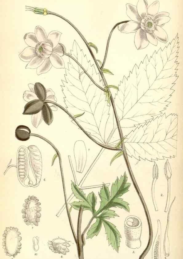 Reproducción/Reproduction 35010134770: Curtis's botanical magazine.. London ; New York [etc.] :Academic Press [etc.]