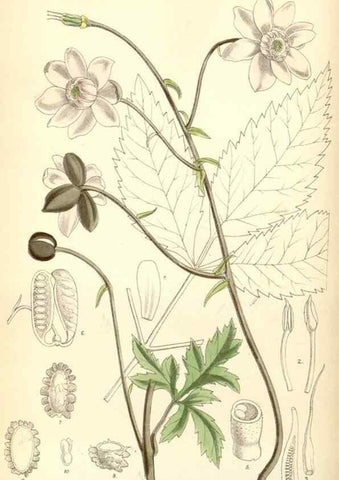 Reproducción/Reproduction 35010134770: Curtis's botanical magazine.. London ; New York [etc.] :Academic Press [etc.]
