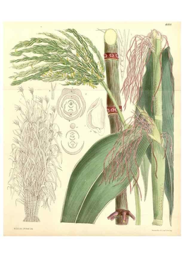 Reproducción/Reproduction 35010136180: Curtis's botanical magazine.. London ; New York [etc.] :Academic Press [etc.]