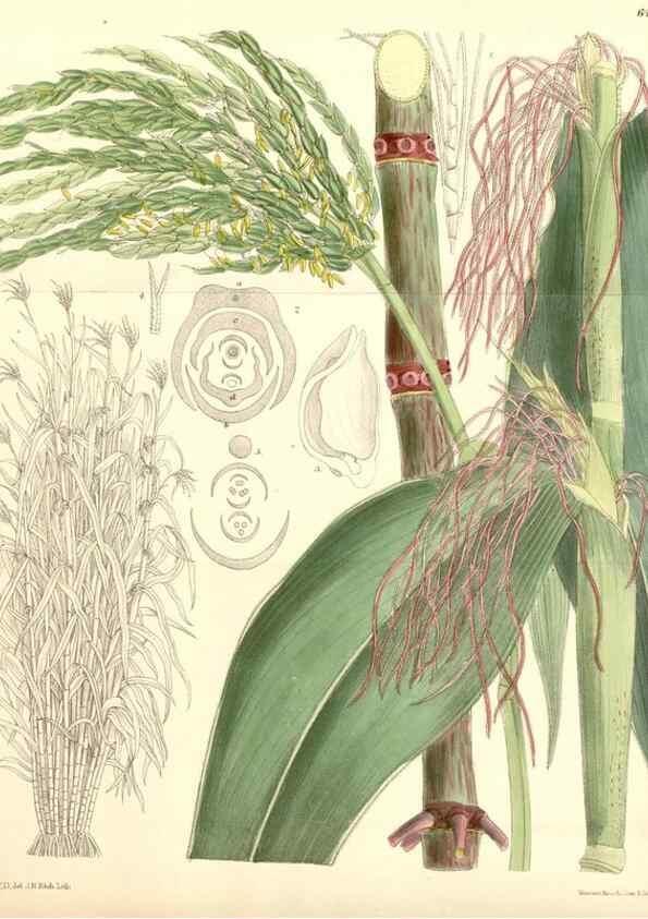 Reproducción/Reproduction 35010136180: Curtis's botanical magazine.. London ; New York [etc.] :Academic Press [etc.]