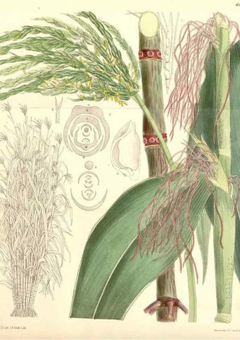Reproducción/Reproduction 35010136180: Curtis's botanical magazine.. London ; New York [etc.] :Academic Press [etc.]