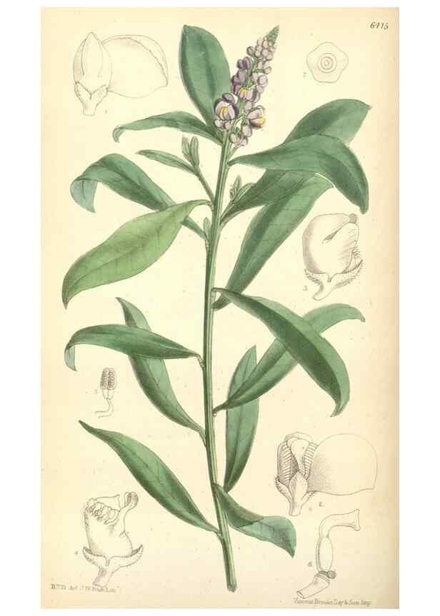 Reproducción/Reproduction 35010137860: Curtis's botanical magazine.. London ; New York [etc.] :Academic Press [etc.]